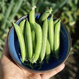 Sabre, Pea Seeds